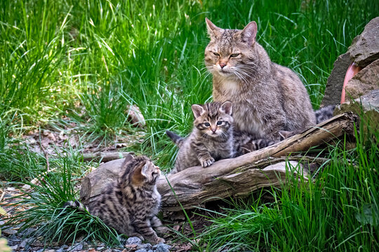 Europ&auml;ische Wildkatze oder Waldkatze ( Felis silvestris ).