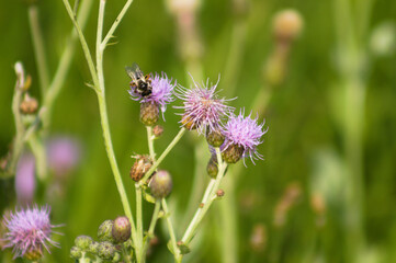Closeup of bee pollinating creeping thistle flower with selective focus on foreground