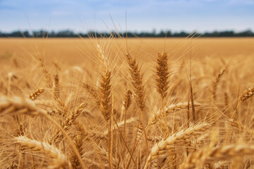 Yellow agriculture field with ripe wheat and blue sky with clouds over it.