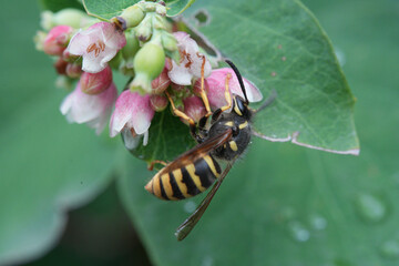 Vespula germanica (European wasp, German wasp, or German yellowjacket) 