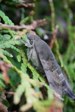 Moth (Apamea monoglypha)