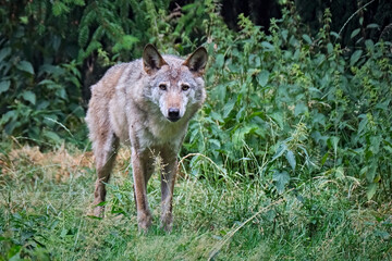 Europäischer Wolf ( Canis lupus ).
