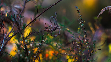 Bruyères sauvages et autres petites plantes, dans la forêt des Landes de Gascogne