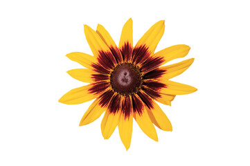 One beautiful colorful Rudbeckia flower close up top view on a white isolated background
