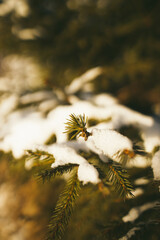 There is snow on the green branches of the coniferous pine trees. Vertical orientation 