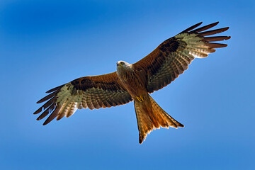 Rotmilan ( Milvus milvus ).