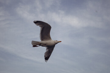 seagull flying in the sky