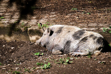 Minischwein ( Sus scrofa f. domesticus ).