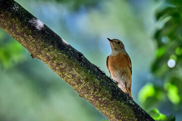 Gartenrotschwanz ( Phoenicurus phoenicurus ).