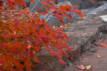 Branches of Acer japonicu with bright red autumn leaves against the background of stones