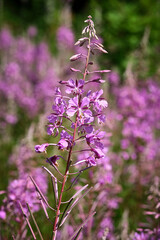 Schmalblättriges Weidenröschen ( Epilobium angustifolium ).