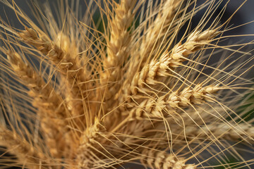 Wheat ears in a field close up on a blurred background