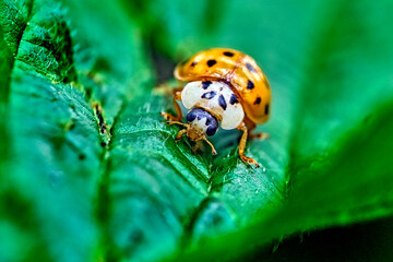 Asiatischer Marienkäfer ( Harmonia axyridis ).