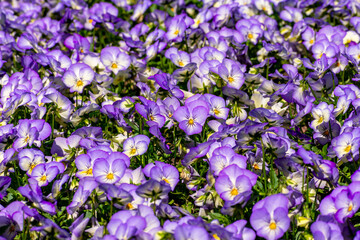 Fototapeta premium Purple pansy flowers in summer