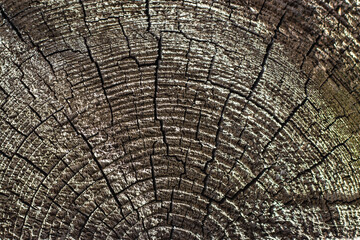 Fototapeta premium The surface of an old cracked tree stump with a small deep four-rayed slit in the center and wavy growth rings
