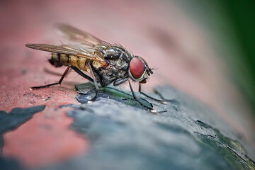 Blumenfliege ( Anthomyiidae ).
