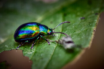 Prächtiger Blattkäfer ( Chrysolina fastuosa ).