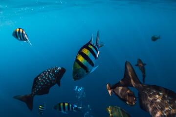 Fototapeta na wymiar Underwater view with school of tropical fishes in tropical ocean