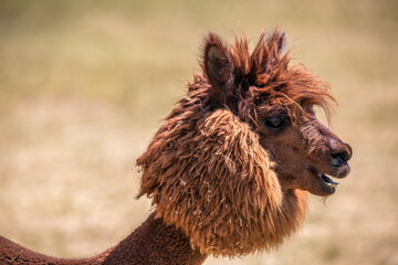 Cute alpaca in a pasture. Dark brown alpaca portrait closeup taken in siofok hungary