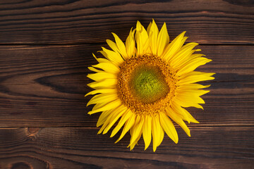 Fresh young sunflower on the old wooden table