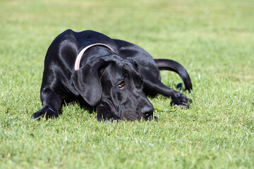 Deutsche Dogge denkt nach