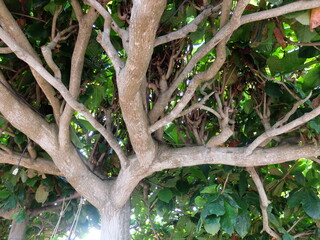 tree in the garden