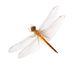 Dragonfly, Thai dragonfly, Chlorogomphus on white background. Top view