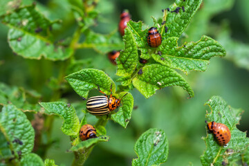 Lots of red Colorado potato beetles on a green potato leaf at summer day