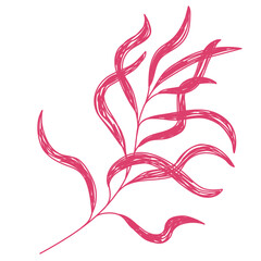 Willow branch. Red leaf sketch. Hand drawn vector illustration. Pen or marker doodle plant