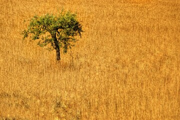 Árbol solitario en medio de un gran campo de trigo de intenso color amarillo listo para la cosecha.