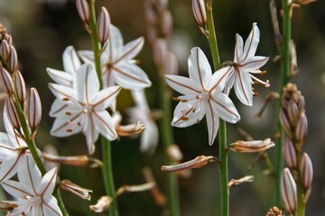 Varios ejemplares de flores asphodelus, con forma de estrella, fotografiados a finales de abril en la localidad de Consuegra, Toledo (España).