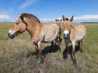 Fototapeta premium horse in the meadow