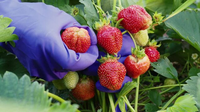 Hands in gloves pluck ripe strawberries in summer garden. Faceless gardener are picking red berries. Picker, grower, farmer gathering harvest. Closeup. Organic vegetarian healthy food, agriculture