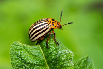 The Colorado potato beetle Leptinotarsa decemlineata is a serious pest of potatoes,
