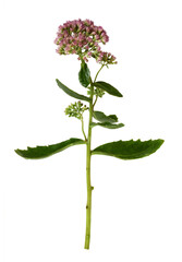 Pink flowers and green leaves of hylotelephium telephium isolated