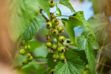 Fototapeta premium Green berries of currant on a green background on a summer day macro photography.