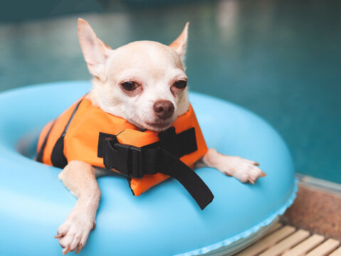 cute brown short hair chihuahua dog wearing   orange life jacket or life vest sitting in blue swimming ring by swimming pool. Pet Water Safety.