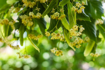 Flowers of blossoming tree linden wood, used for pharmacy, apothecary, natural medicine and healing herbal tea.