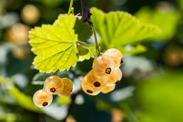 White currant at a branch in the garden close up