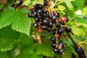 Bush of black currant with ripe bunches of berries and leaves on blurred natural green background.