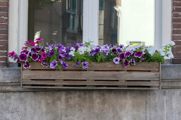 Fototapeta na wymiar Flower Box At A Window At Amsterdam The Netherlands 23-6-2022