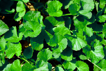 Fresh Gotu kola leaves background, Closeup Green Gotu kola leaves, Asiatic pennywort, Indian pennywort, herb plant wallpaper, herb, and medical concept, green Leaves with water drop in the garden