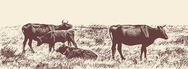 Rural Landscape With Cows. Hand Drawn Vector Illustration Engraving Style.  © Jumpingsack