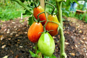 Close up of a bunch of Italian plum tomatoes - variety San Marzano, showing the change of colour from green to red
