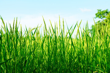 Obraz premium Close up unripe green paddy field, Rice Field. Close Up of yellow paddy rice field with green leaf and Sunlight in the morning time, Rice field and sky background pattern texture, landscape nature.