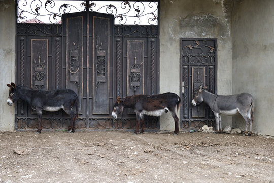 Three donkey near door