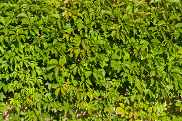 Obraz premium The fence is completely covered with grape leaves