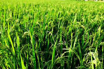 Close up unripe green paddy field, Rice Field. Close Up of yellow paddy rice field with green leaf and Sunlight in the morning time, Rice field and sky background pattern texture, landscape nature.