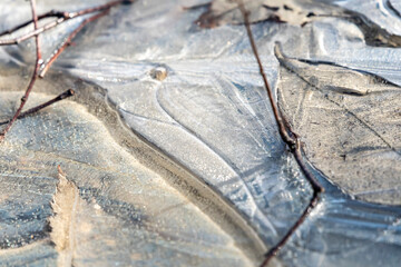 lód zimą patyki z drzewa