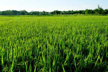 Close up the unripe green paddy field in organic rice fields. yellow paddy rice field with green leaf and Sunlight in the morning time, Rice field and sky background pattern texture, landscape nature